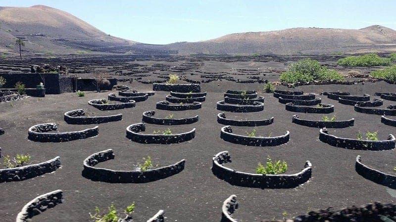 Viñedos en La Geria