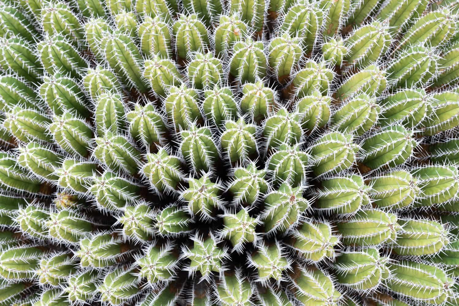 allée de cactus au Jardin de Cactus de Guatiza